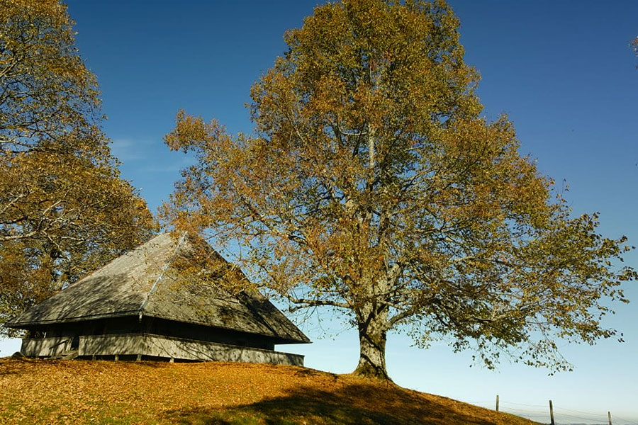 Baumpflege im Siedlungsraum